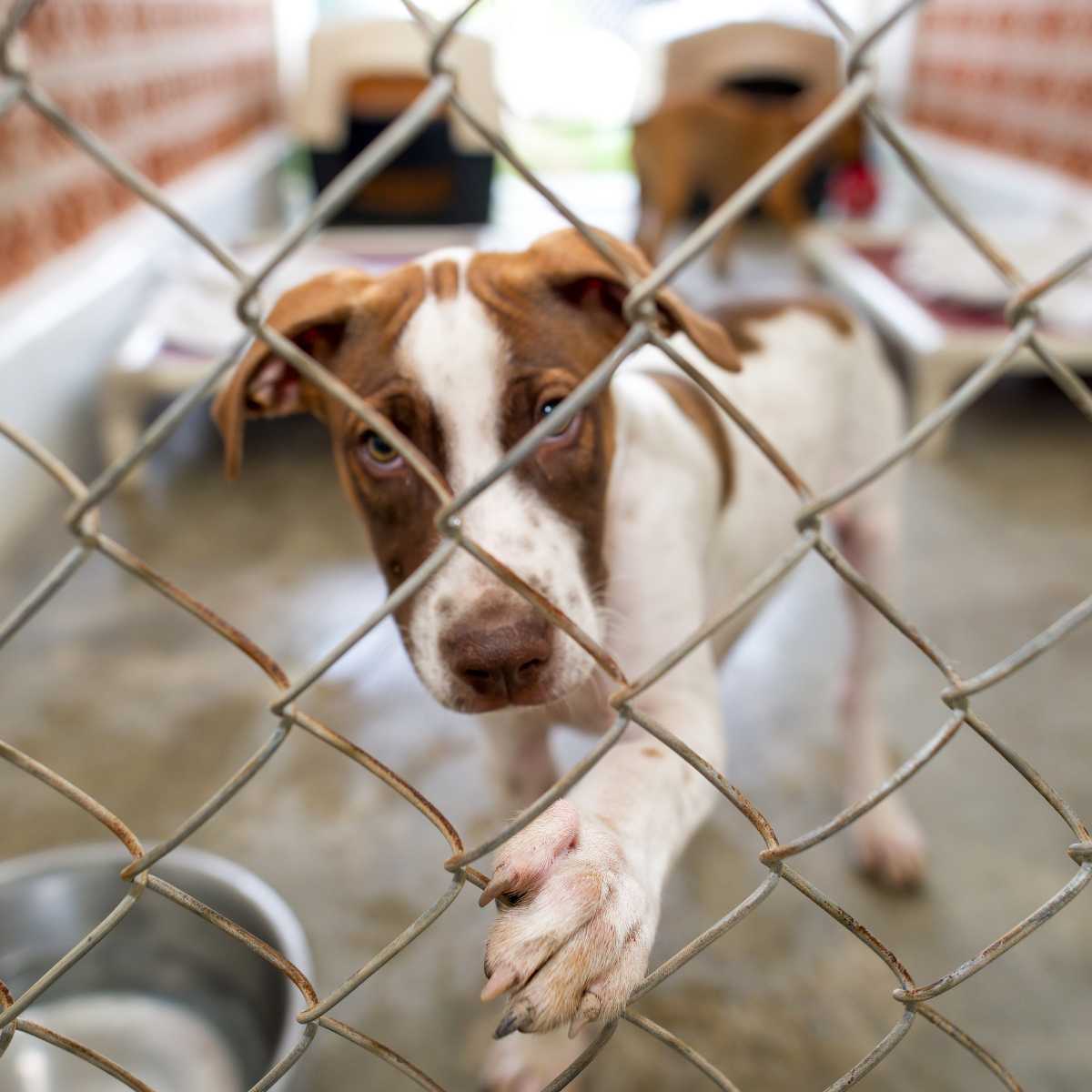 Feed a rescue animal
